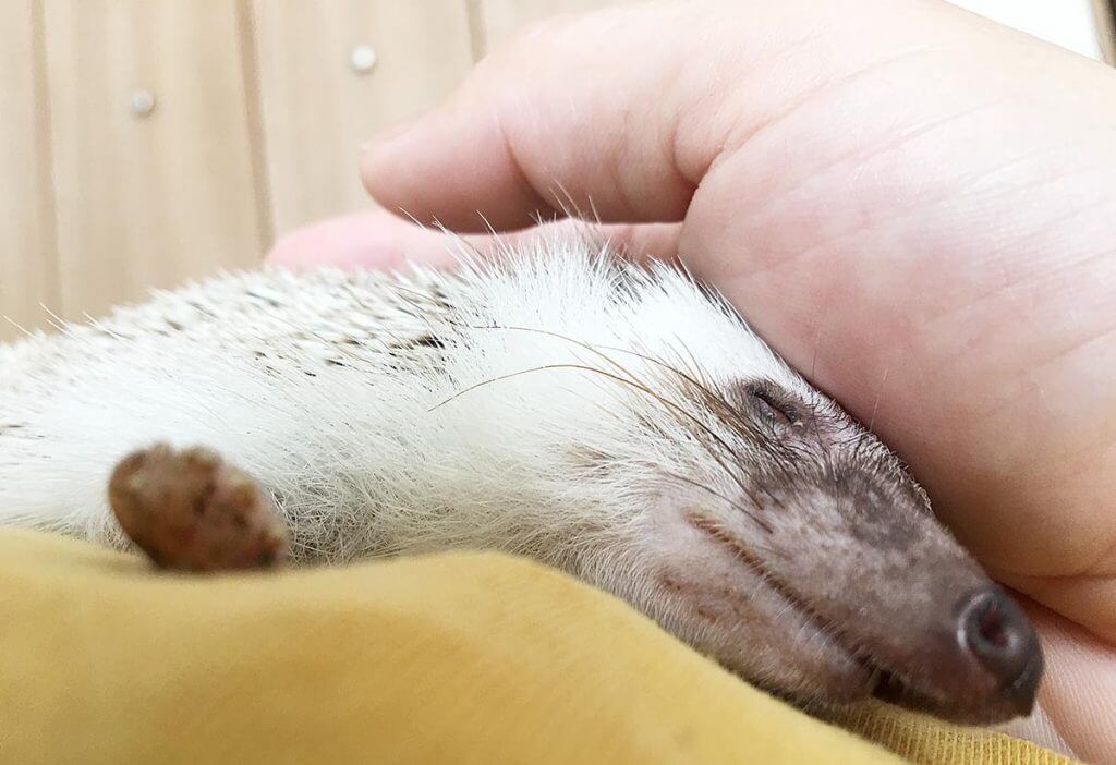 人間の手の中で眠るハリネズミ