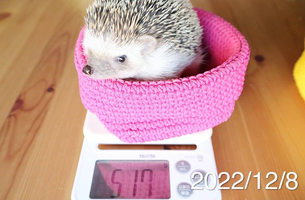 2022年12月8日の体重（ハリネズミのいちごちゃん）
