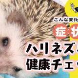 症状別・ハリネズミの健康チェック——こんな変化は要注意