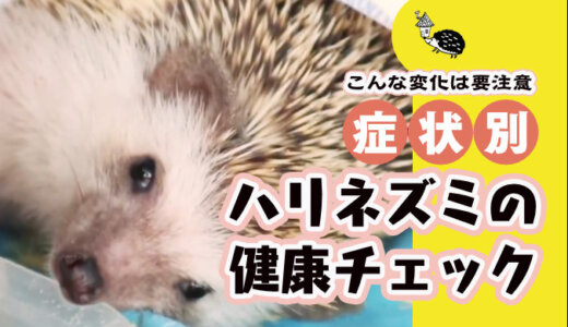 症状別・ハリネズミの健康チェック——こんな変化は要注意