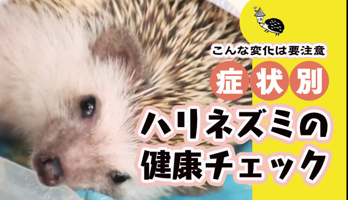 症状別・ハリネズミの健康チェック——こんな変化は要注意